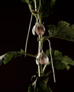 Load image into Gallery viewer, Shoreline Tulip danglers