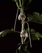 Load image into Gallery viewer, Shoreline Tulip danglers